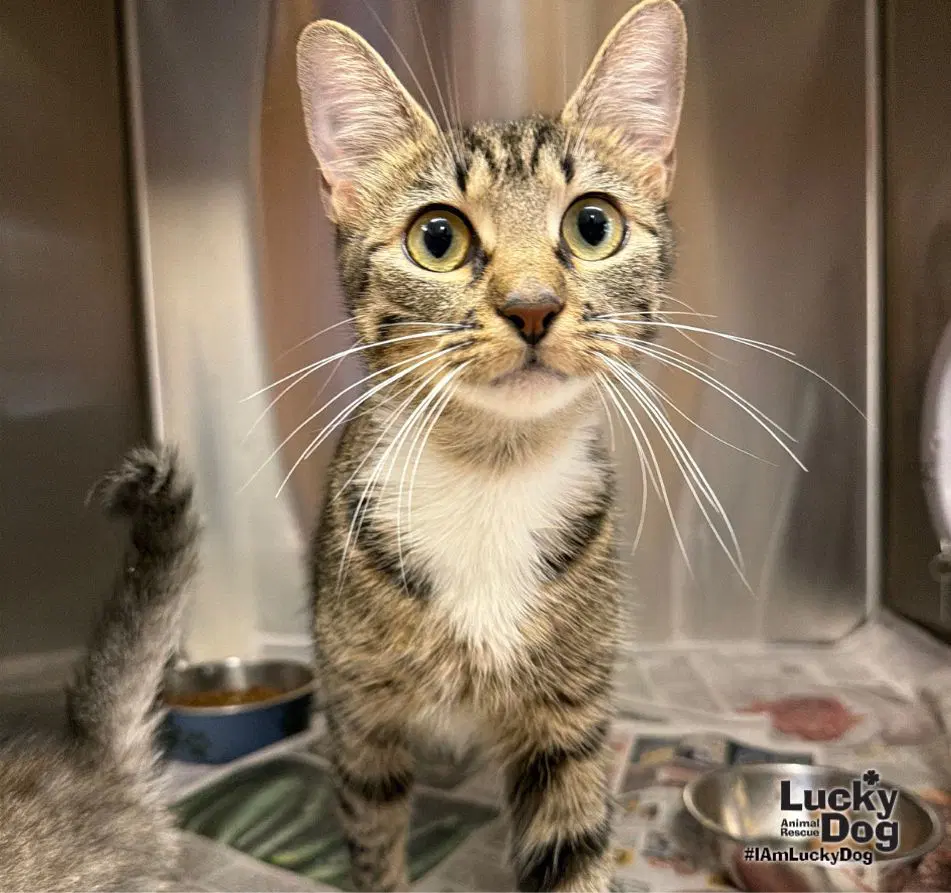 Roseanne - Domestic Short Hair