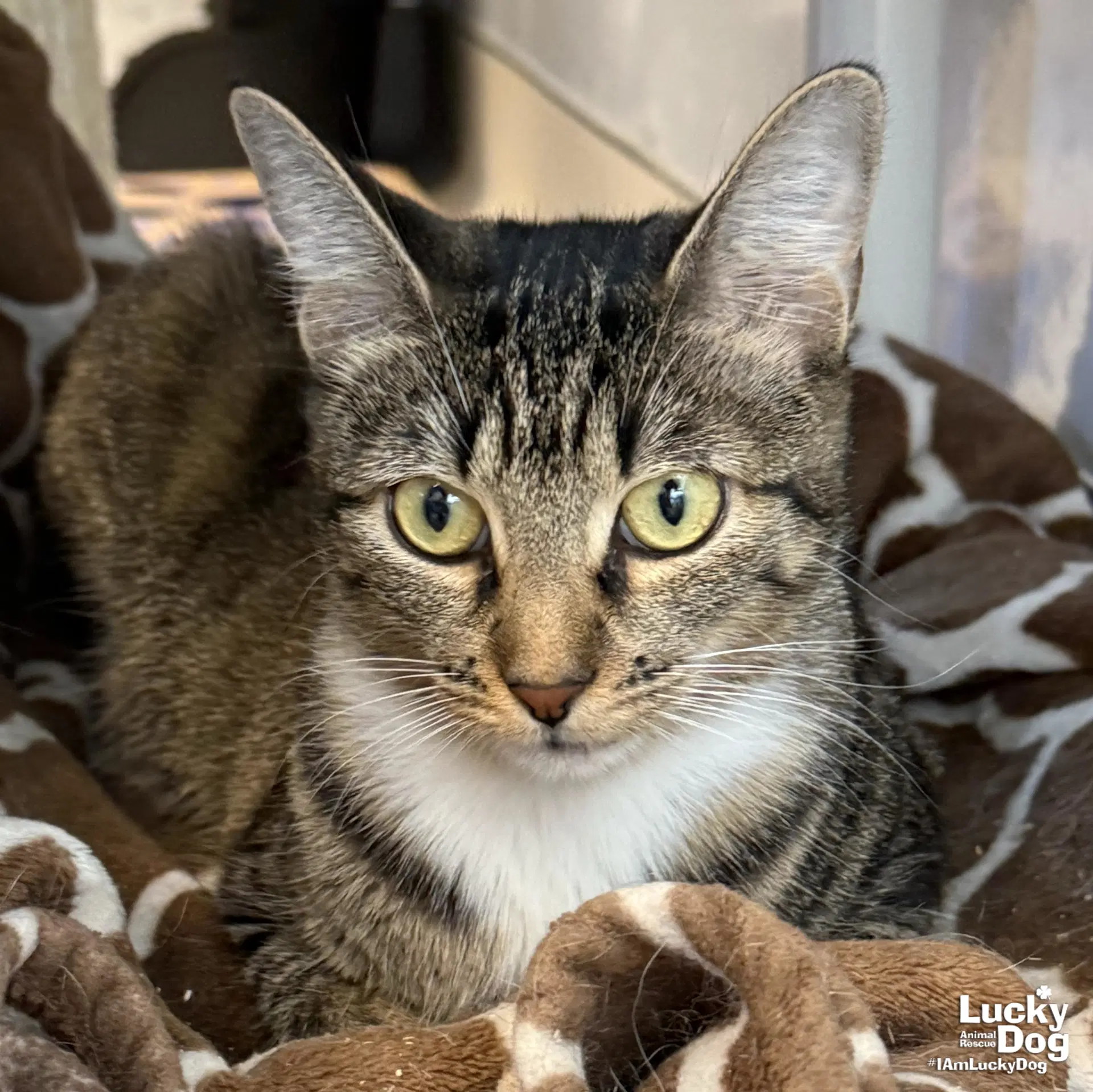 Roseanne - Domestic Short Hair