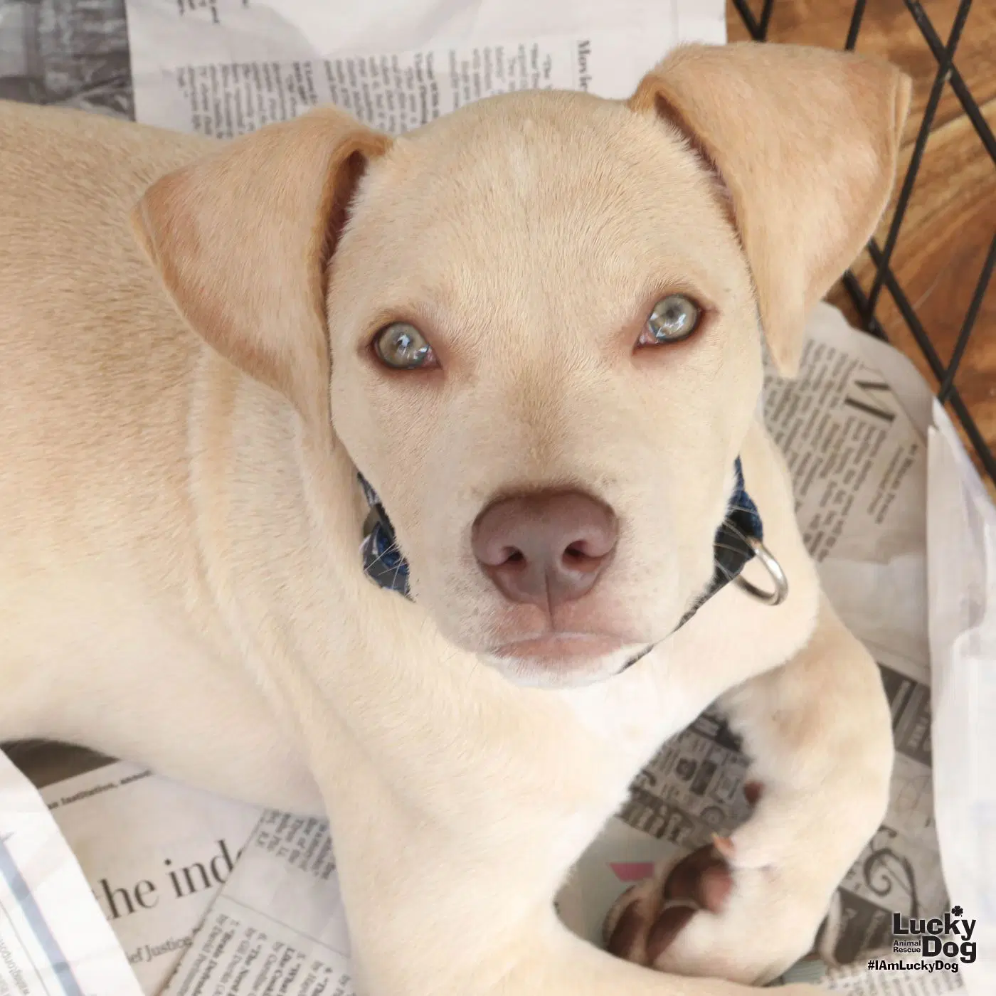 Koda - Labrador Retriever