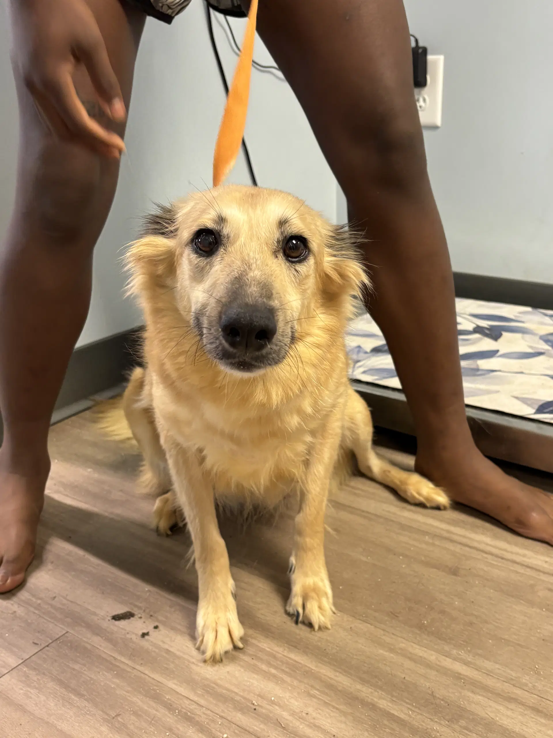 Cricket - Shetland Sheepdog Sheltie