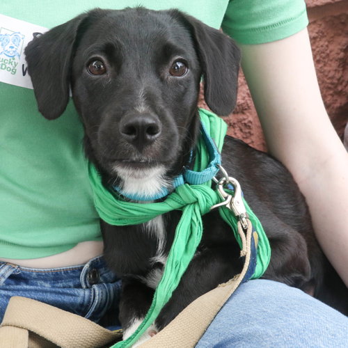 Wilma, a dog for adoption from Lucky Dog Animal Rescue