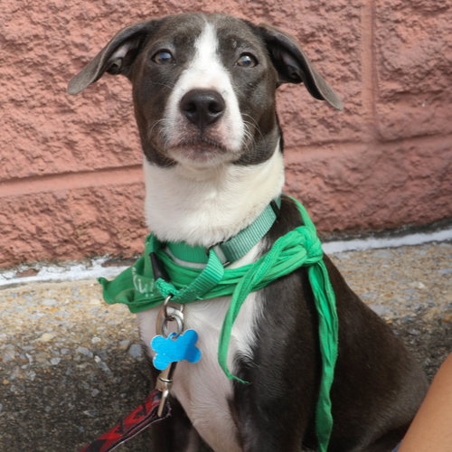 Winnie, a dog for adoption from Lucky Dog Animal Rescue