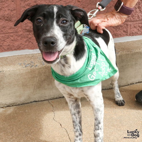 Wandy, a dog for adoption from Lucky Dog Animal Rescue