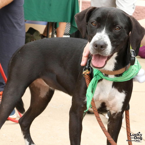 Melody, a dog for adoption from Lucky Dog Animal Rescue