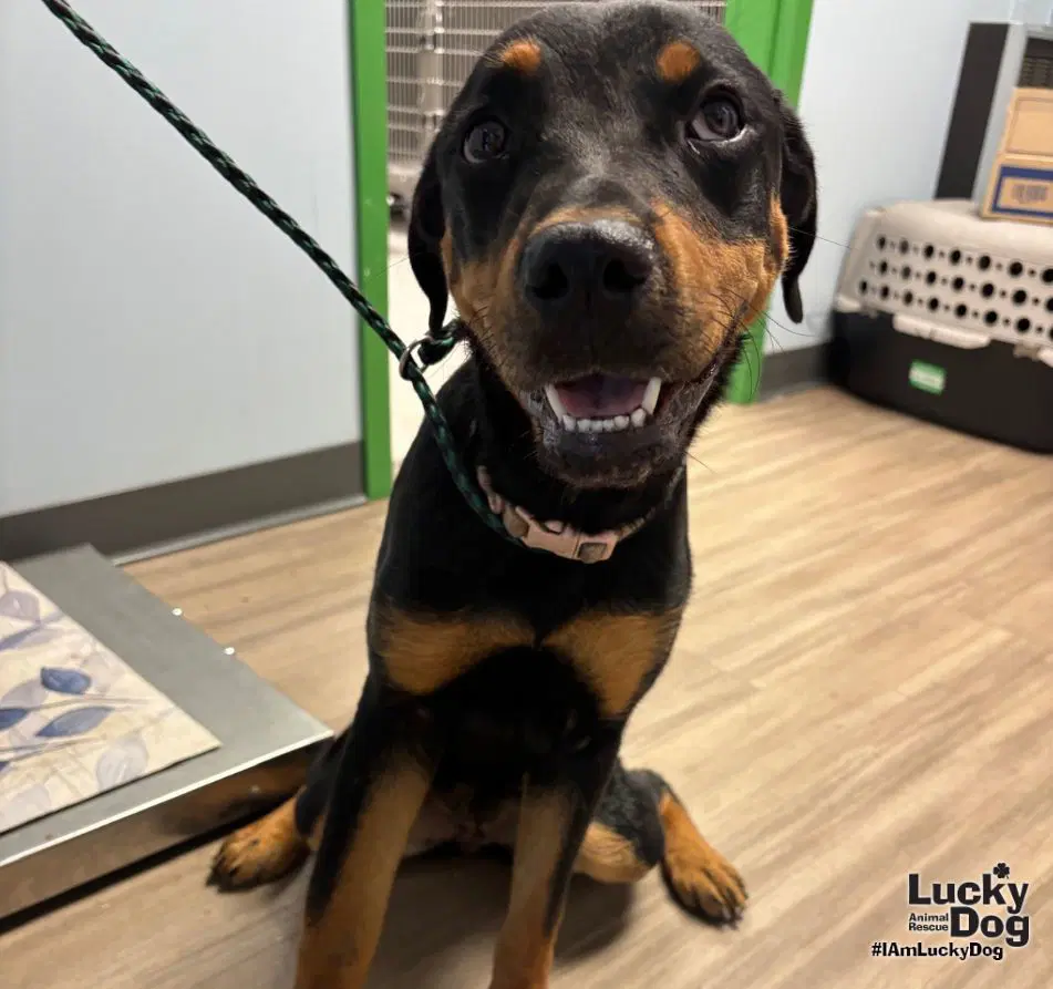 Lucie - Rottweiler Mix