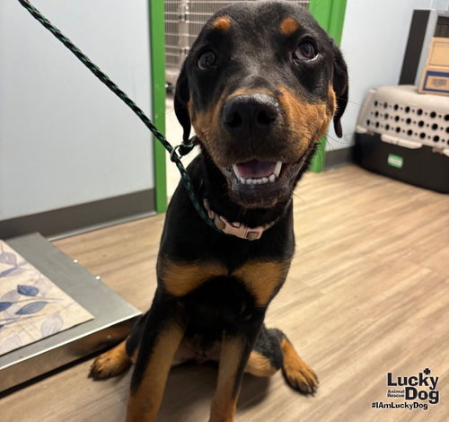 Lucie, a dog for adoption from Lucky Dog Animal Rescue