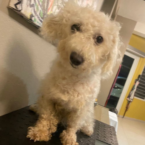 Blanchette, a Poodle (Miniature) / Mixed (medium coat) dog for adoption in Washington, DC, photo 1 of 2