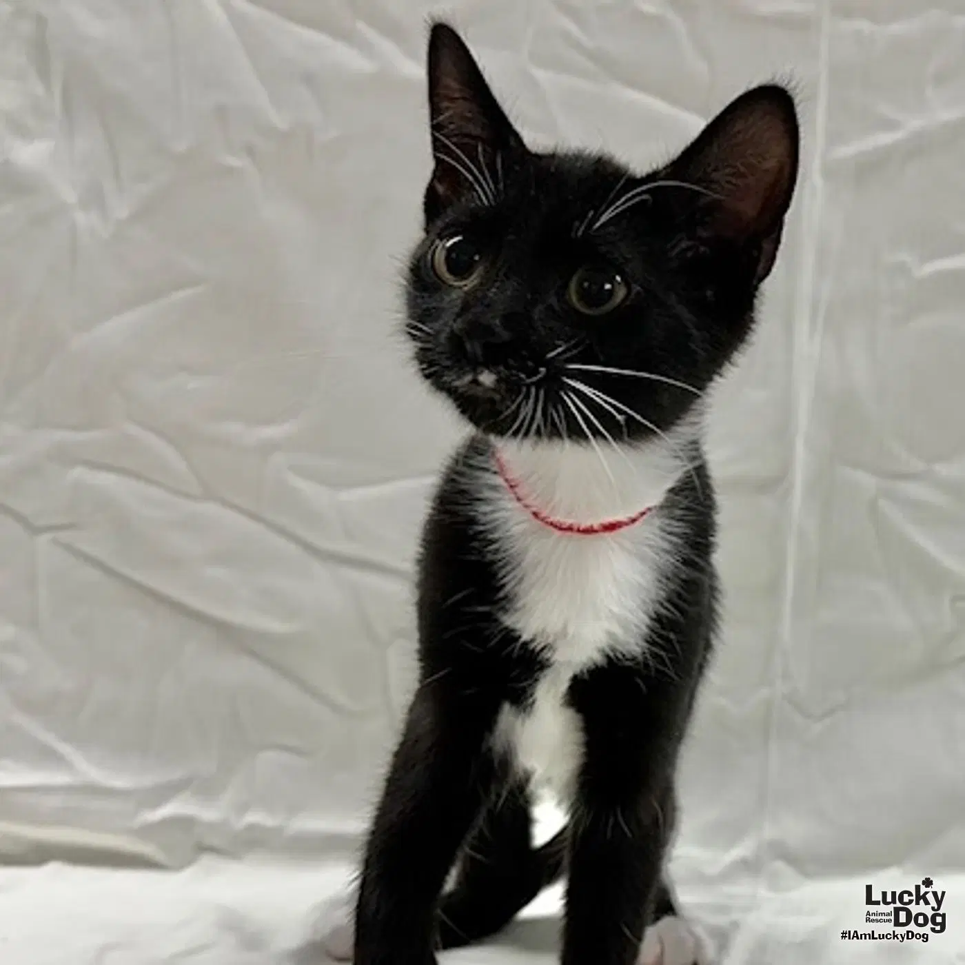 Lennox - Domestic Short Hair