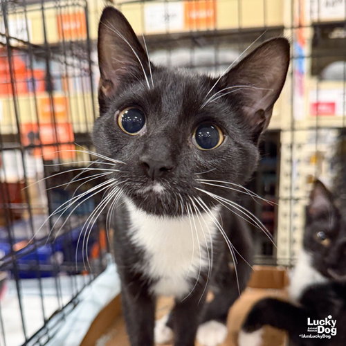Lennox, a cat for adoption from Lucky Dog Animal Rescue