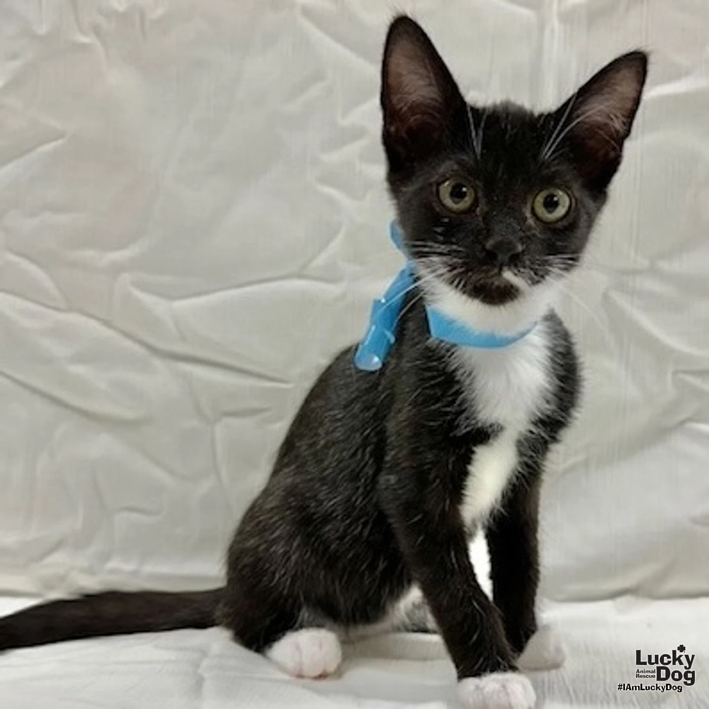 Loki
