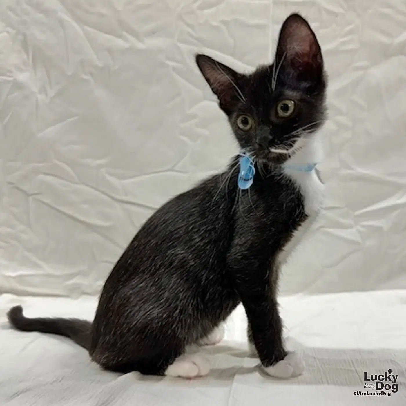 Loki image 2