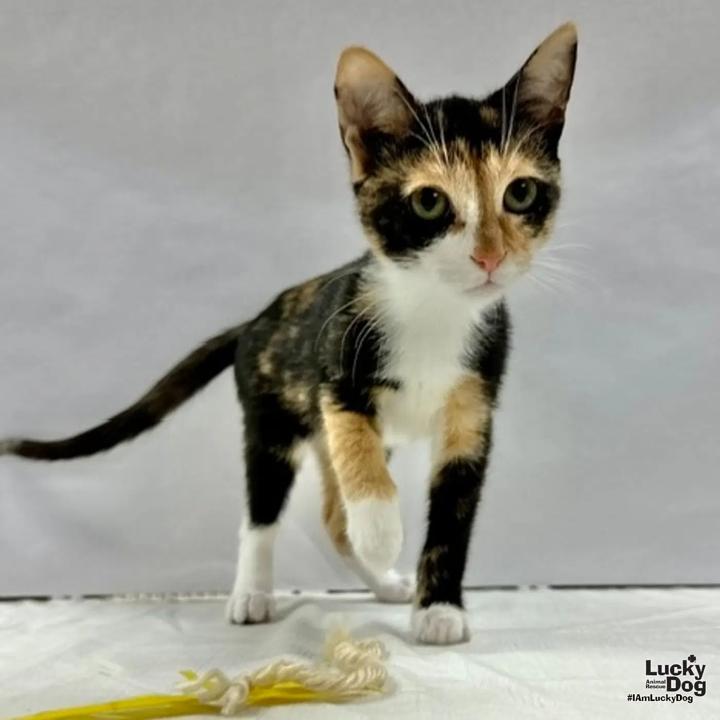 Liza - Domestic Short Hair
