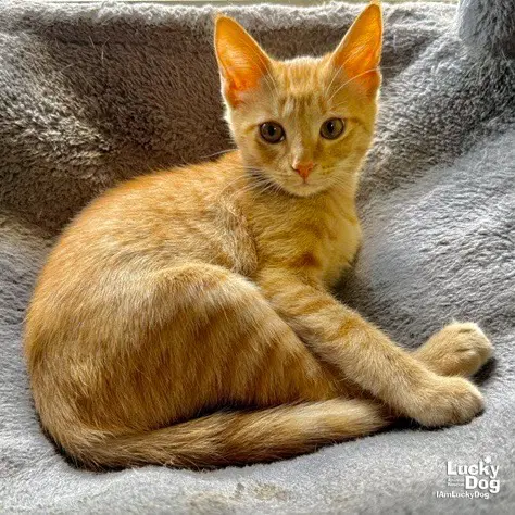 Dixie - Domestic Short Hair