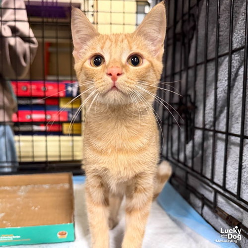 Dixie, a cat for adoption from Lucky Dog Animal Rescue