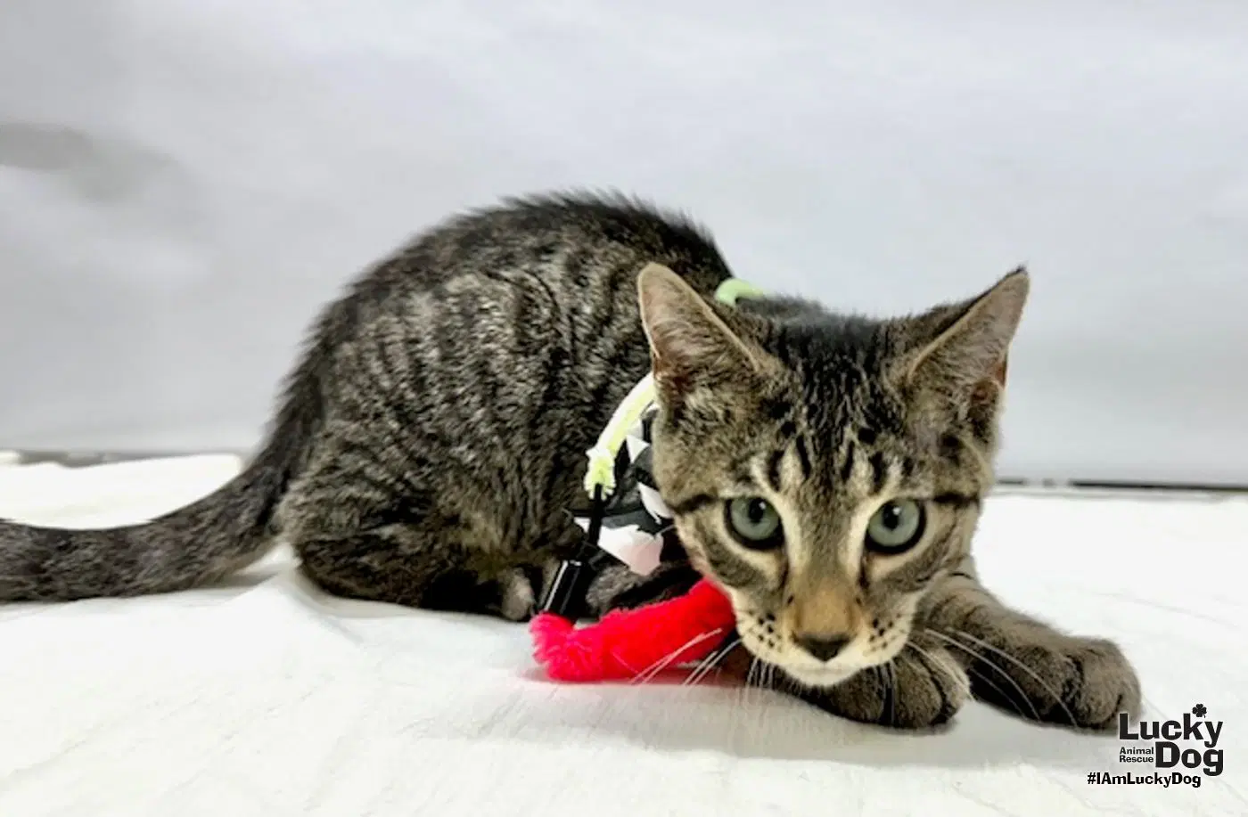 Yosemite Sam - Domestic Short Hair