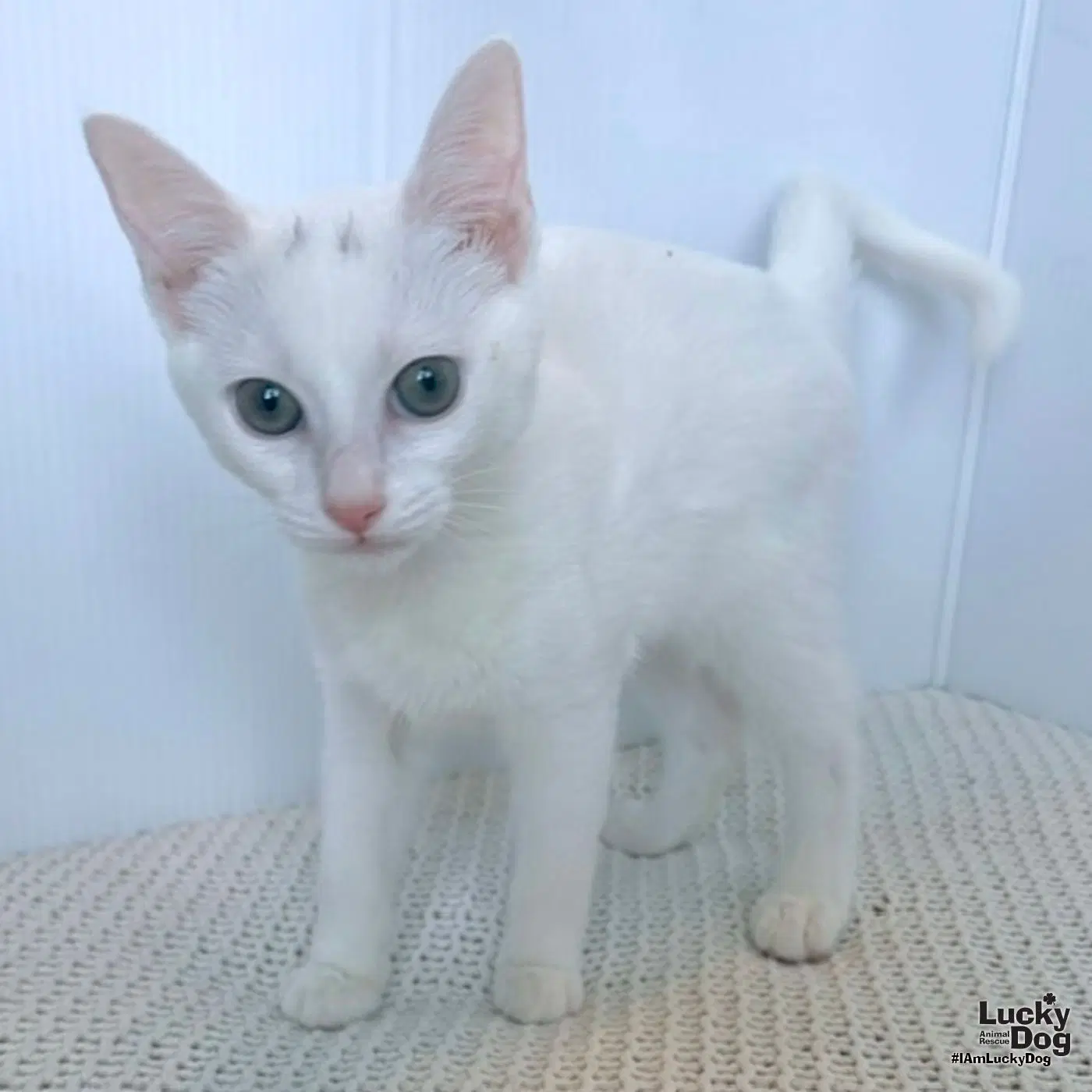 Sasha - Domestic Short Hair