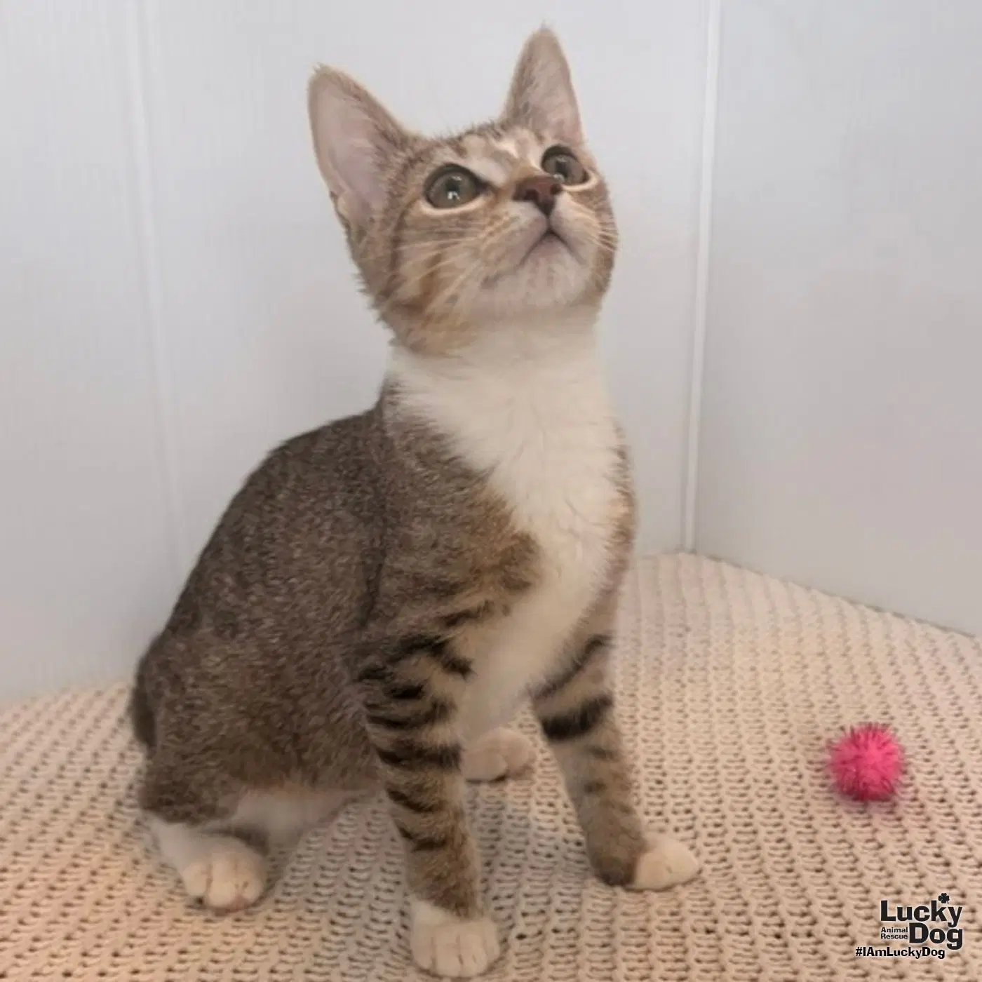 Scarlett - Domestic Short Hair
