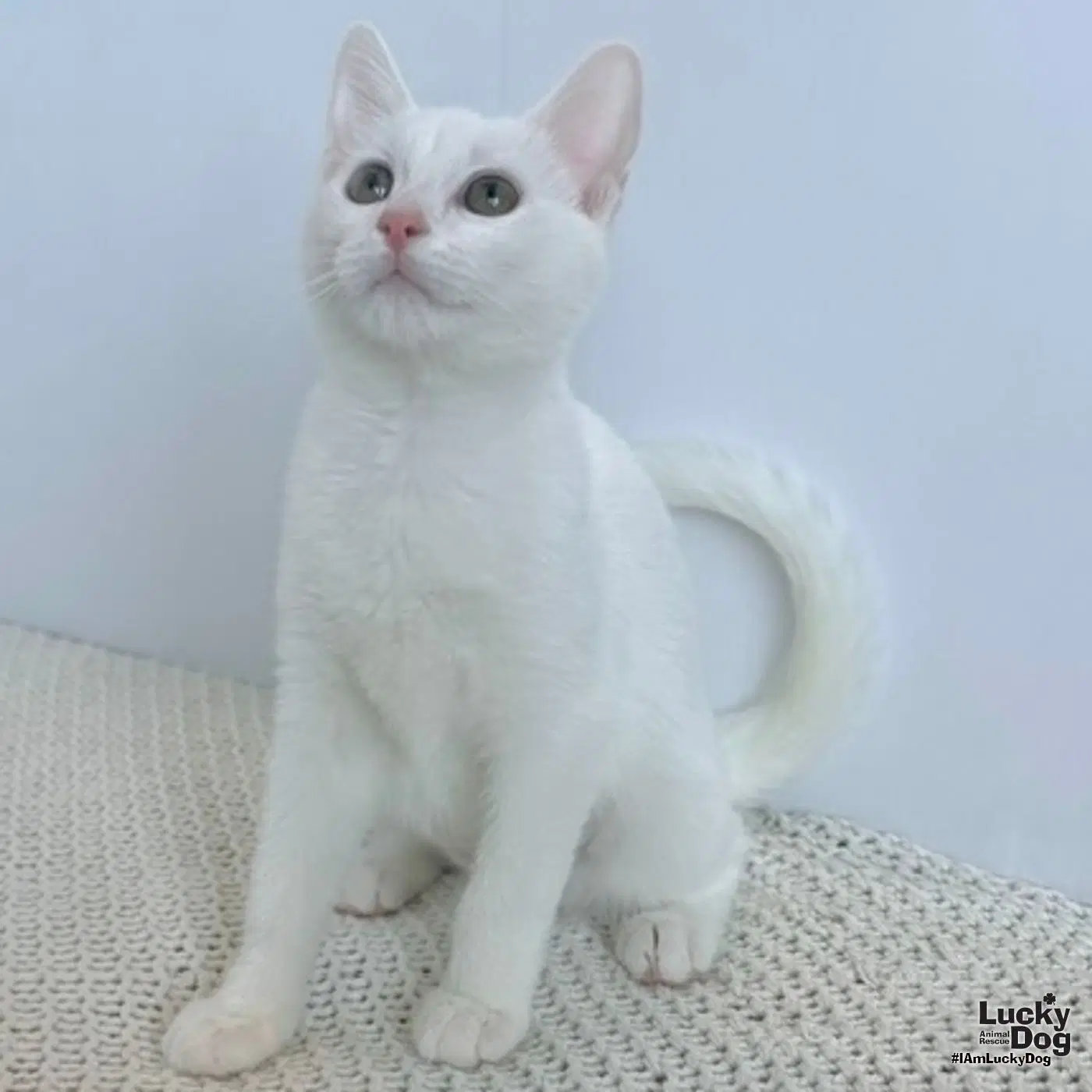 Stella White - Domestic Short Hair
