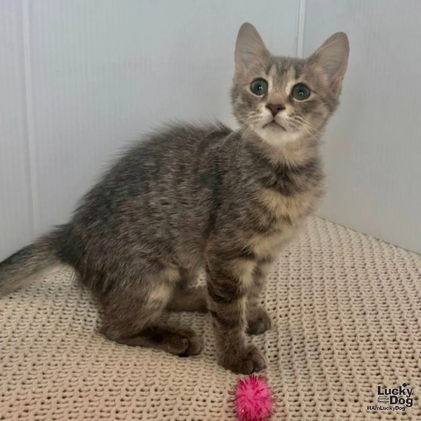 Evie - Domestic Short Hair