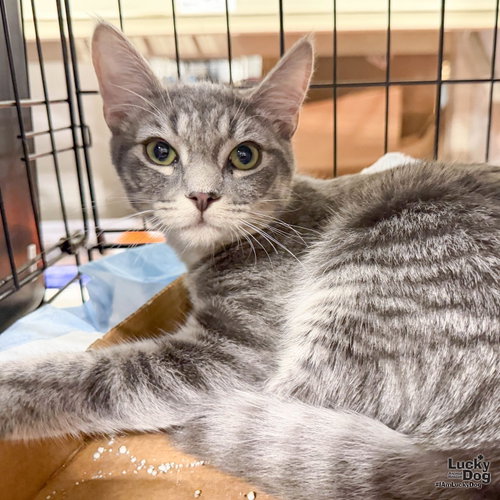 Montana, a cat for adoption from Lucky Dog Animal Rescue