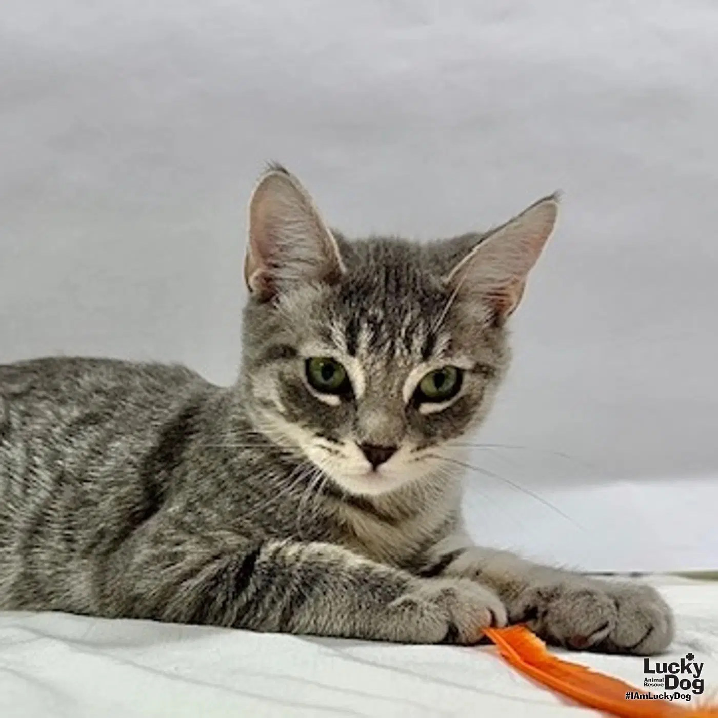 Matty - Domestic Short Hair