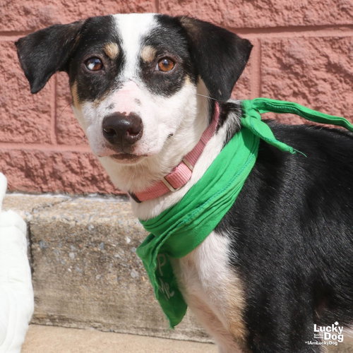 Lita, a dog for adoption from Lucky Dog Animal Rescue