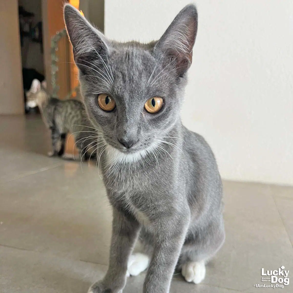 Xilo - Domestic Short Hair