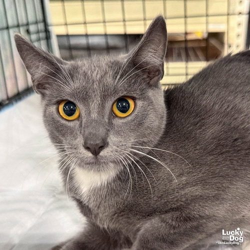 Xilo, a cat for adoption from Lucky Dog Animal Rescue