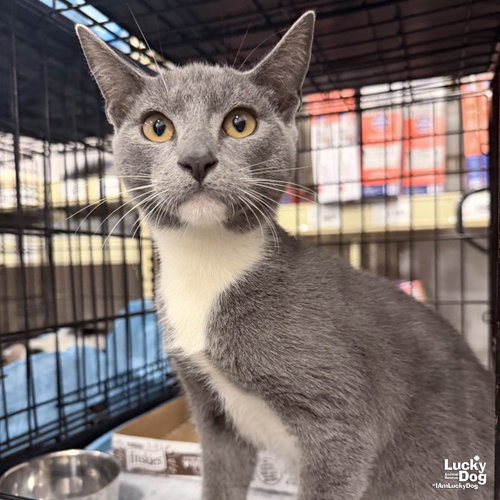 Xenon, a cat for adoption from Lucky Dog Animal Rescue