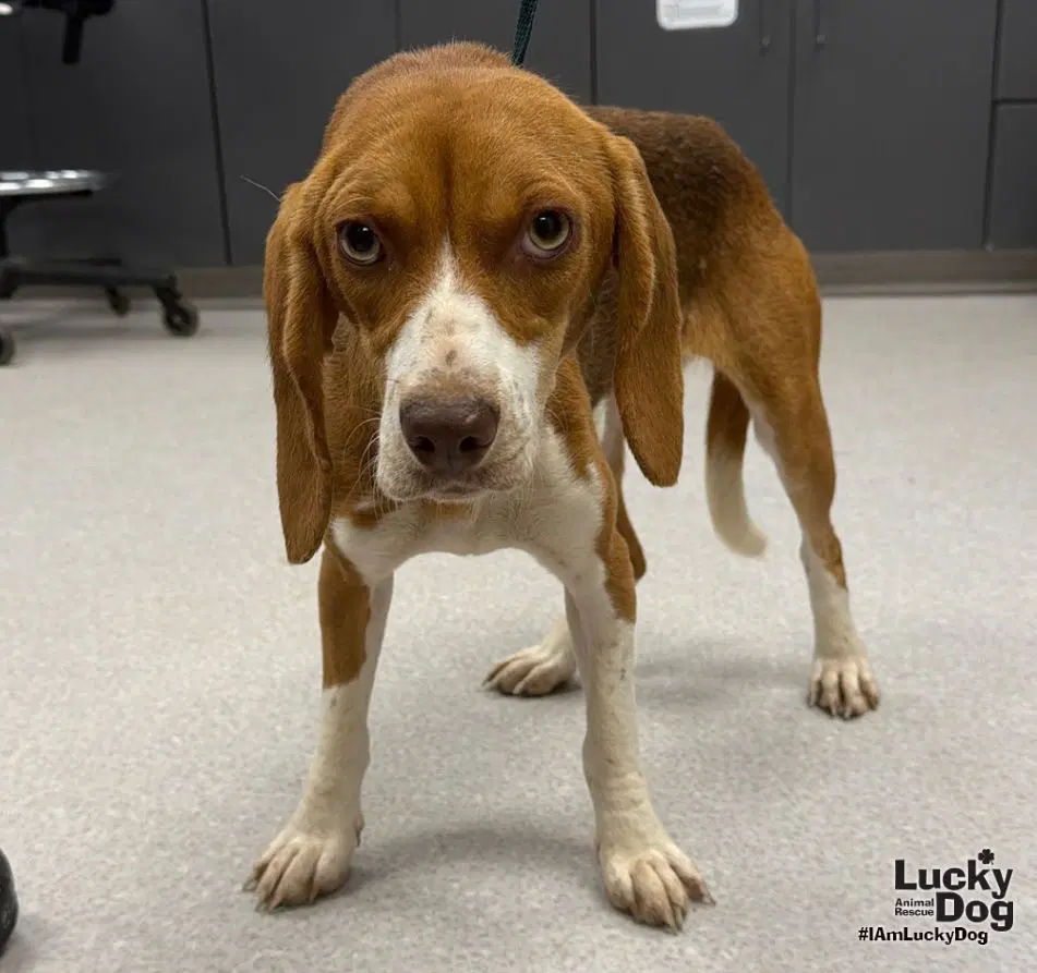 Ginger - Beagle
