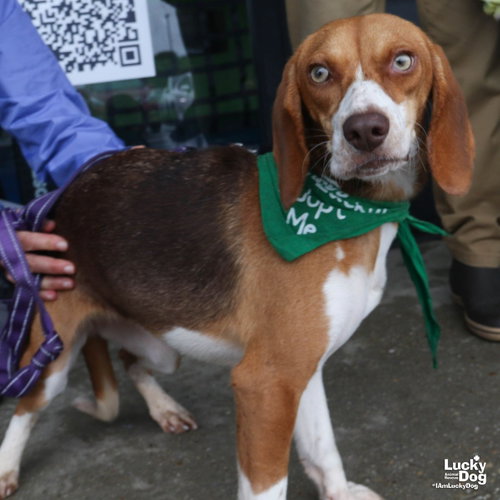 Ginger, a Beagle / Mixed dog for adoption in Washington, DC, photo 1 of 4