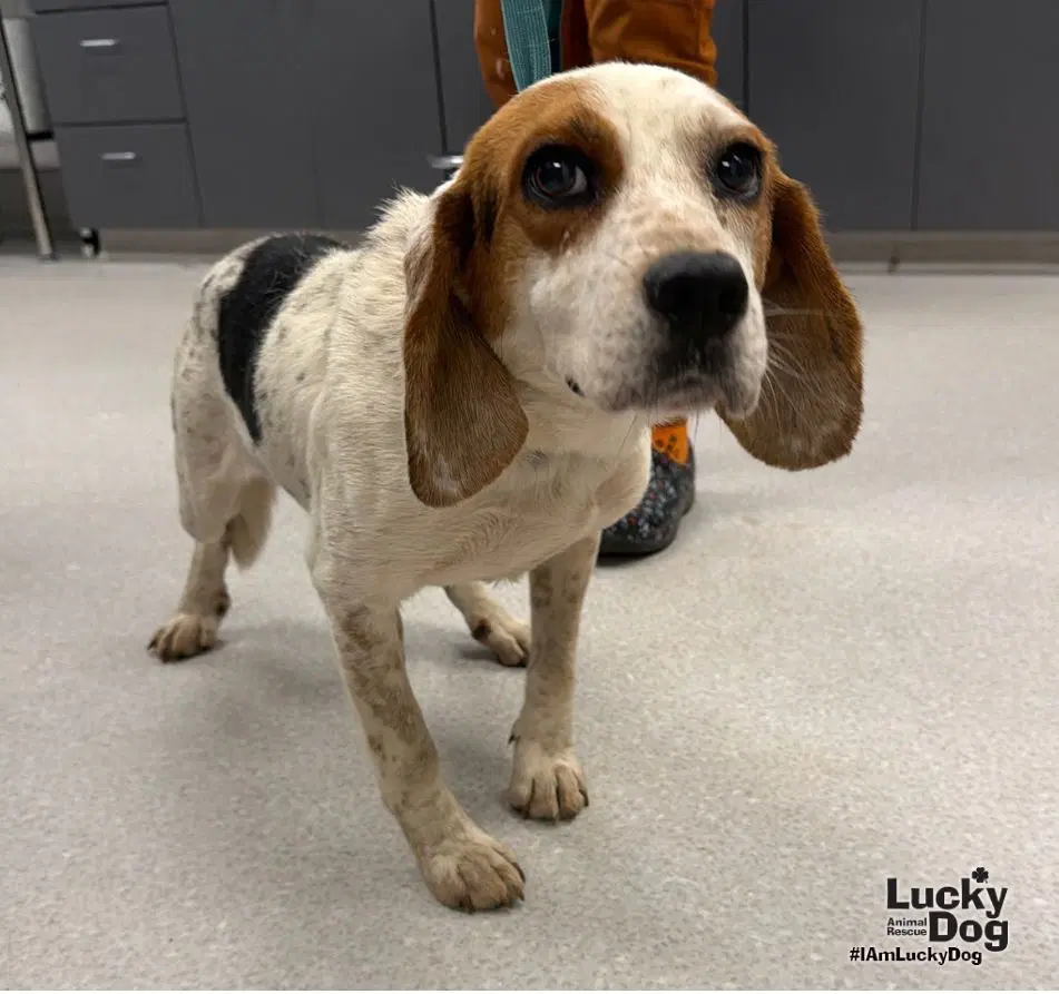 Ernesto - Beagle