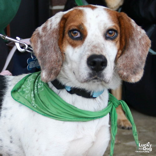 Ernesto, a Beagle / Mixed dog for adoption in Washington, DC, photo 1 of 4