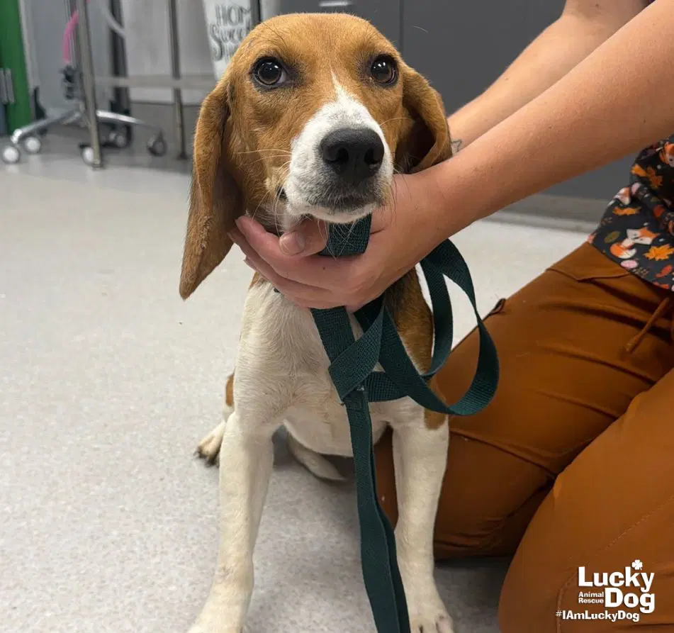 Elodie - Beagle