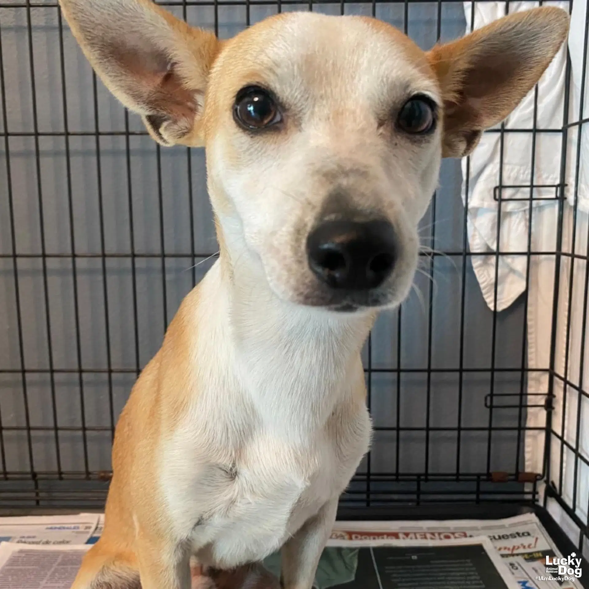 Tom - Chihuahua