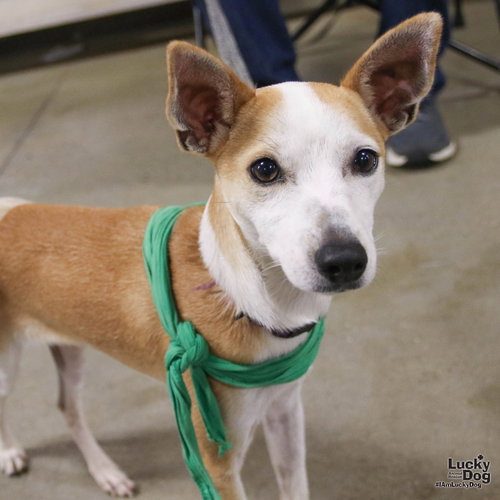 Tome, a Chihuahua / Terrier / Mixed (short coat) dog for adoption in Washington, DC, photo 1 of 3