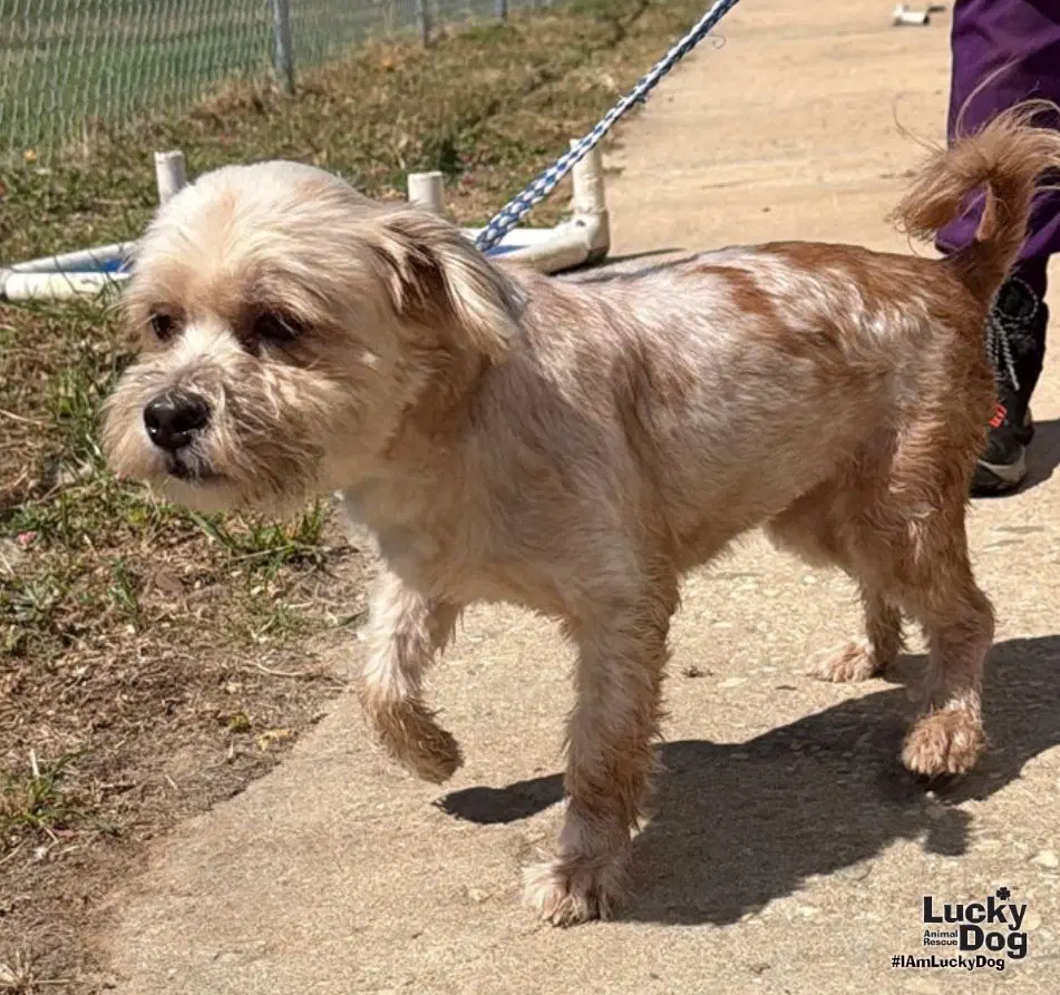 Midgi - Shih Tzu