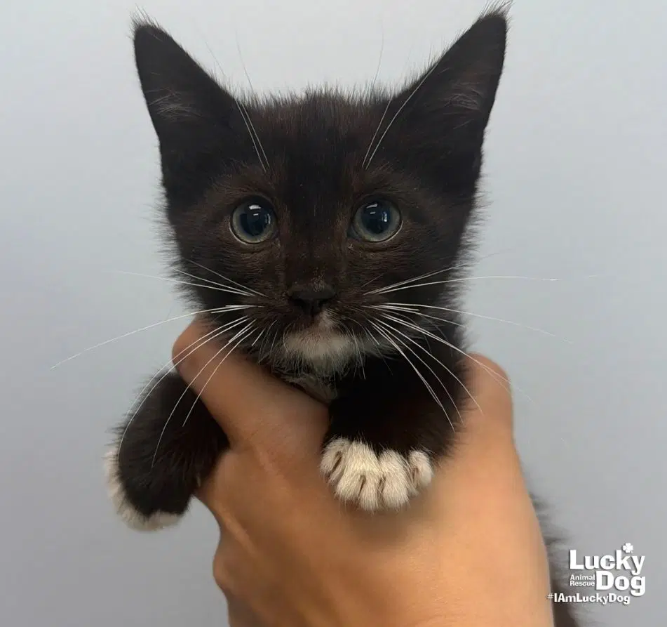 Diego - Domestic Short Hair