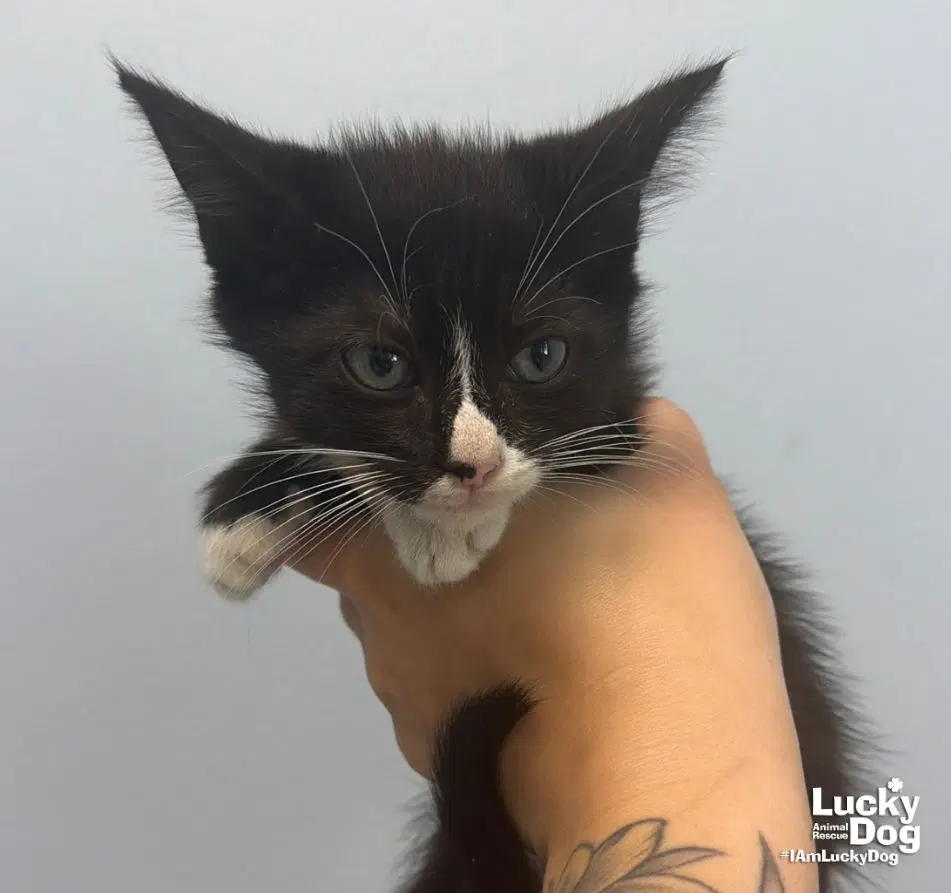 Dawson - Domestic Short Hair