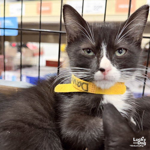 Dawson, a cat for adoption from Lucky Dog Animal Rescue