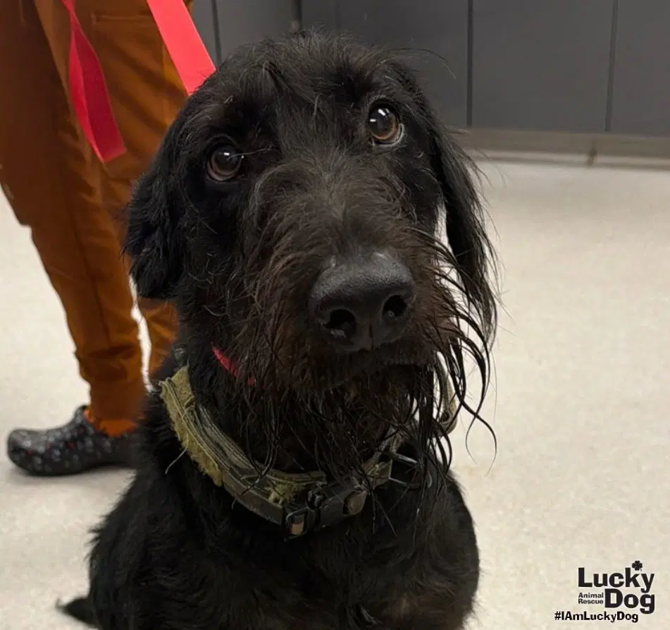 Hank - Schnauzer