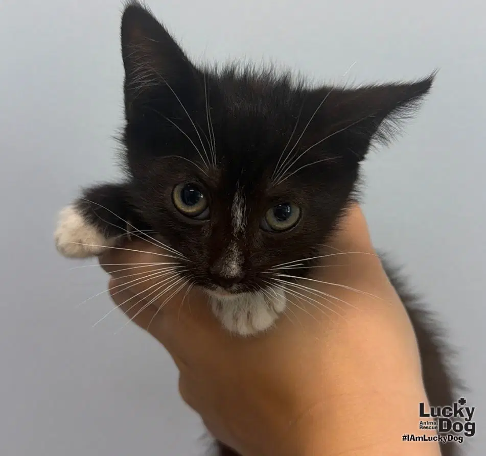 Dream - Domestic Short Hair