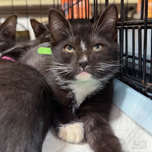 Dream, a cat for adoption from Lucky Dog Animal Rescue