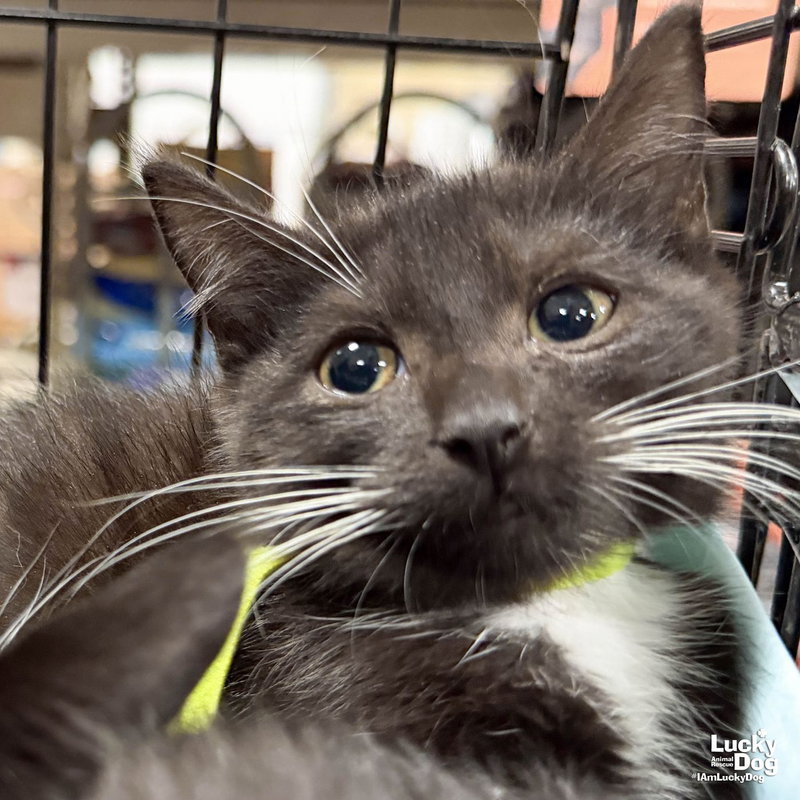 Duchess, a female kitten up for adoption