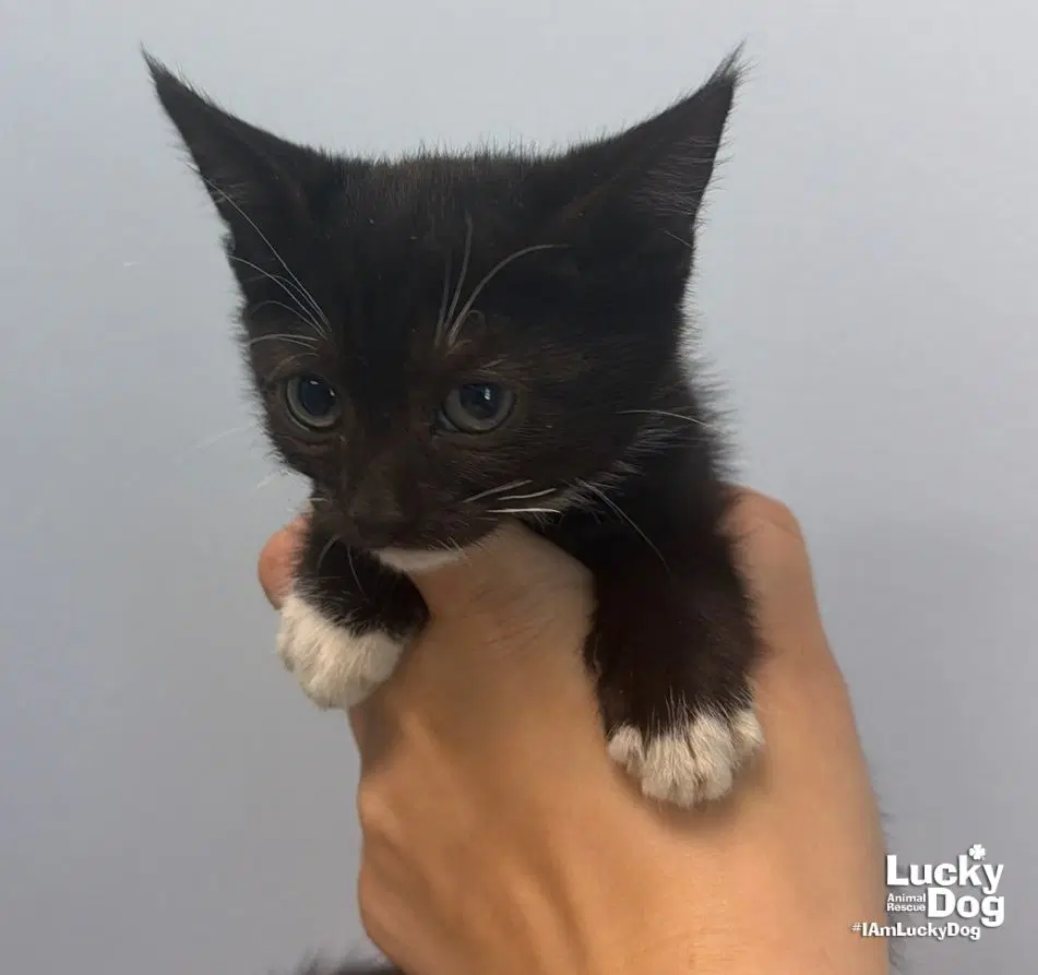 Della - Domestic Short Hair