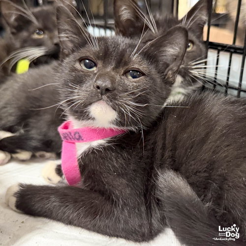 Della, a cat for adoption from Lucky Dog Animal Rescue