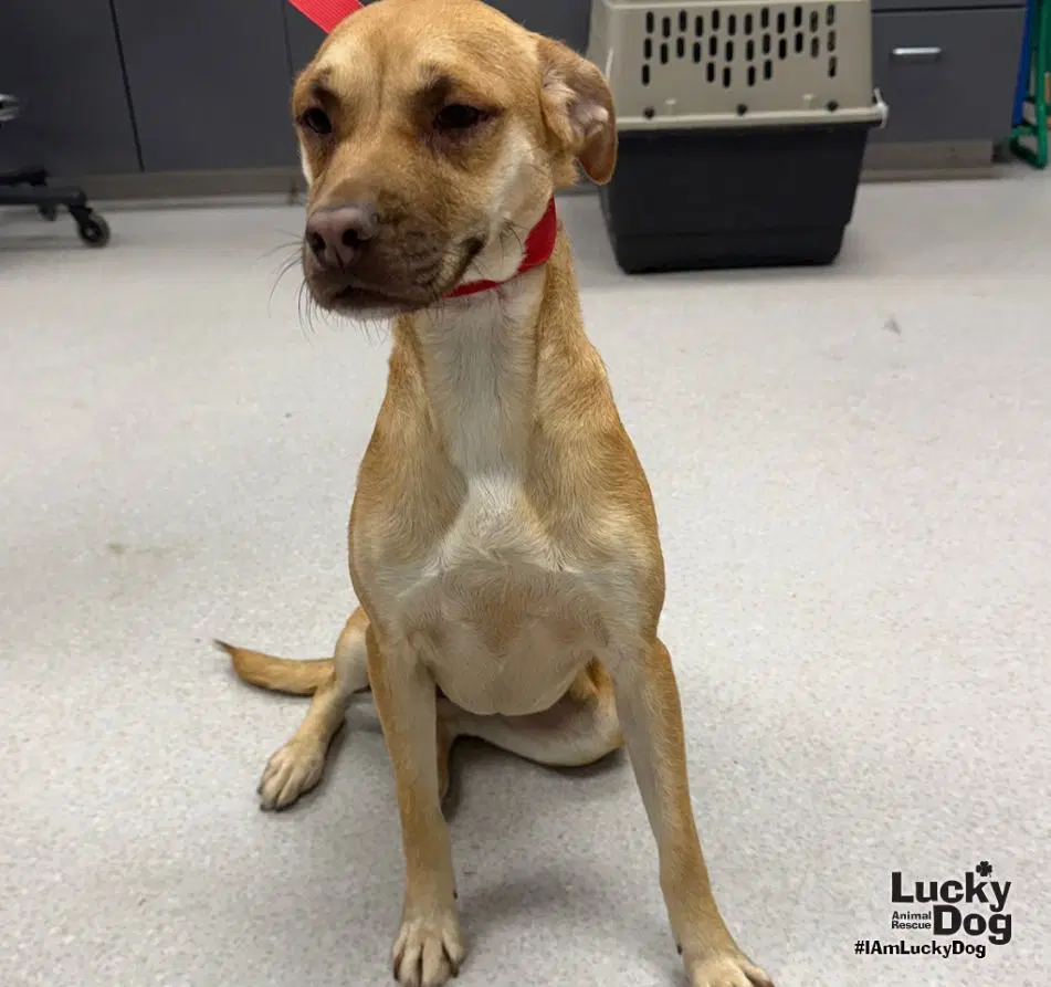 Lu Two - Black Mouth Cur