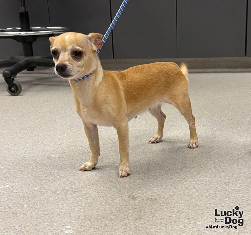 Lydia - Chihuahua