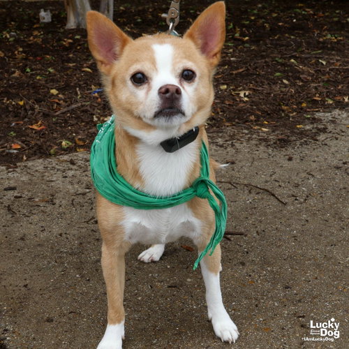 Quest, a dog for adoption from Lucky Dog Animal Rescue