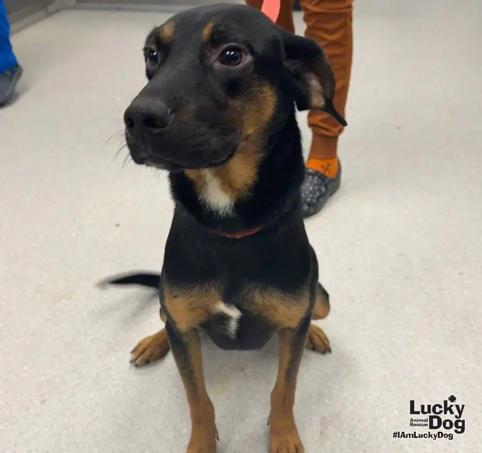 Wallace - Black and Tan Coonhound